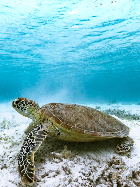 Green Turtle Cay